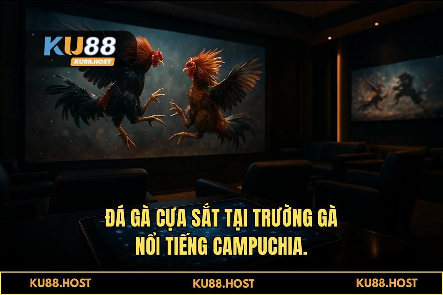 Phân tích các loại hình đá gà đỉnh cao: Từ cựa dao Philippines đến cựa sắt Thomo